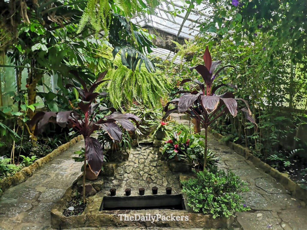 Lush tropical plants and ferns inside the greenhouse of Santa Teresa’s botanical garden.