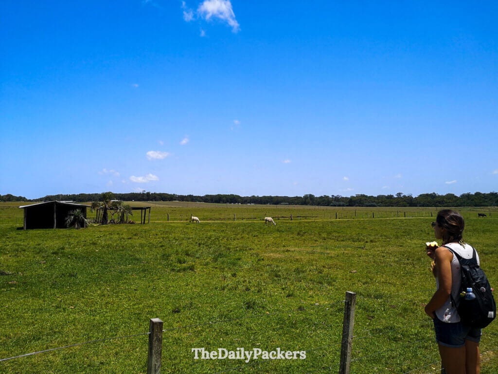 Visitor admiring horses grazing on the open grasslands inside Santa Teresa’s wildlife refuge.