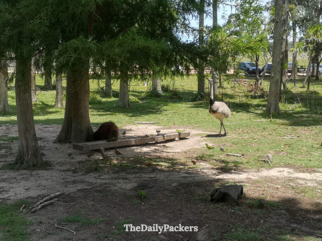 Scene from the wildlife refuge in Santa Teresa with birds and native animals resting under the trees.
