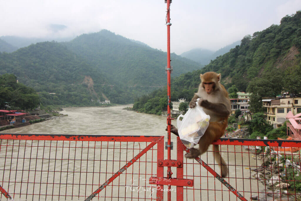 Monkey sitting on a red bridge railing holding a plastic bag above a river in the Indian mountains and which is part of amazing travel stories