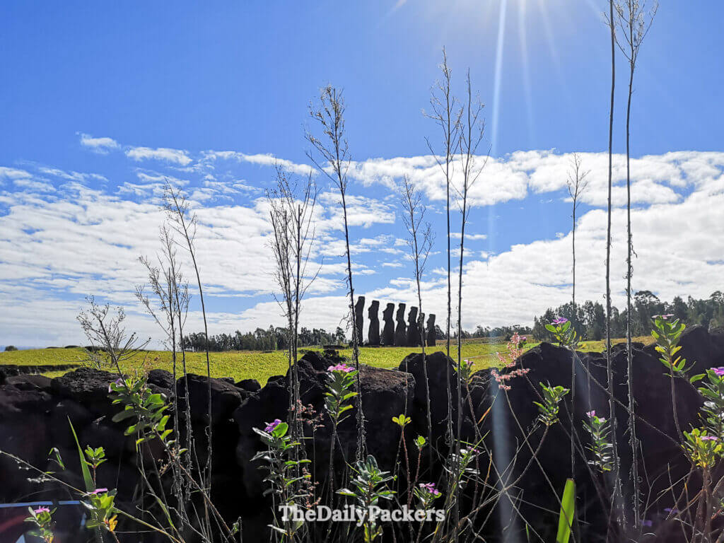 ahu akivi moai seen from a distance framed by wildflowers and volcanic rock walls in easter island national park