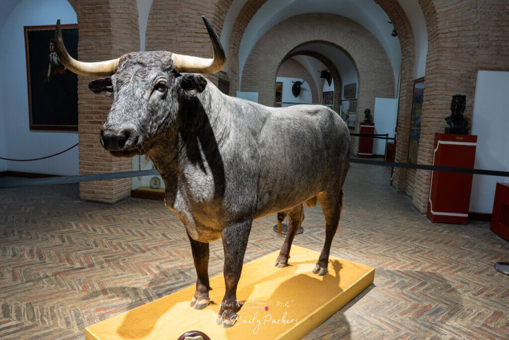Lifelike bull statue displayed in the museum of Plaza de Toros de la Maestranza, surrounded by historic artifacts.