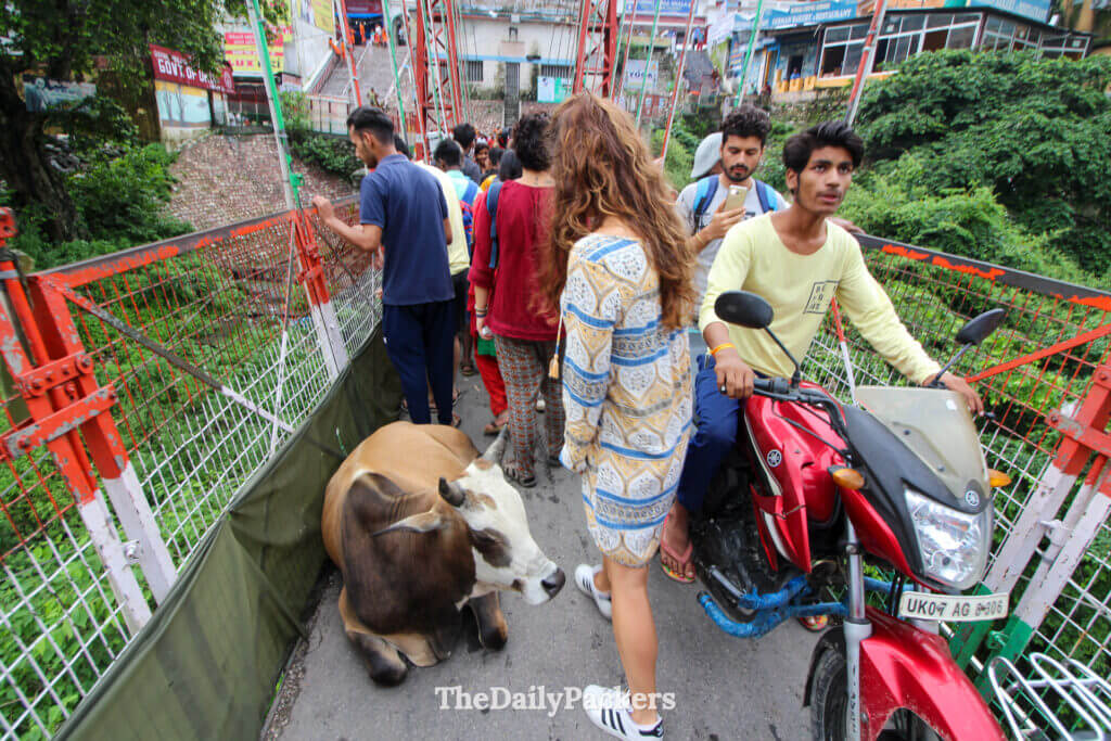 Crowded suspension bridge in Rishikesh with pedestrians, motorbikes and cows