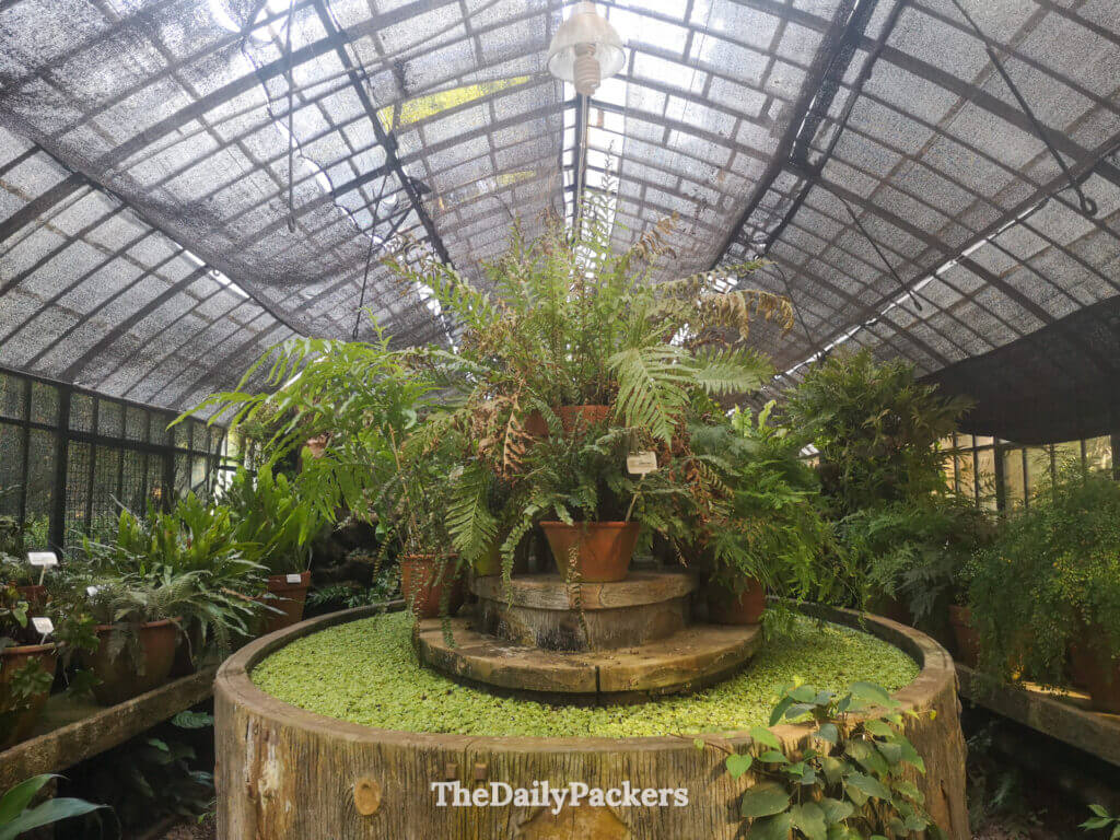 Interior of a historic greenhouse at Jardín Botánico Carlos Thays in Buenos Aires, filled with tropical plants and natural light.
