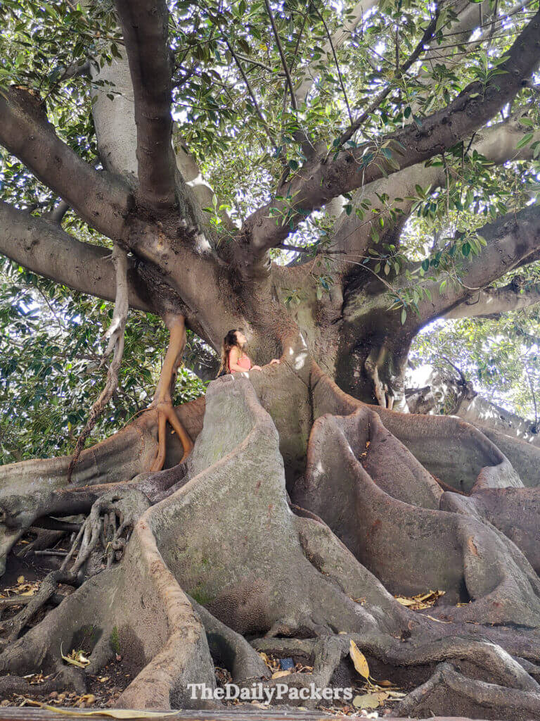 Massive tree with exposed roots in Plaza San Martín de Tours, Recoleta, one of Buenos Aires’ peaceful neighborhood parks.