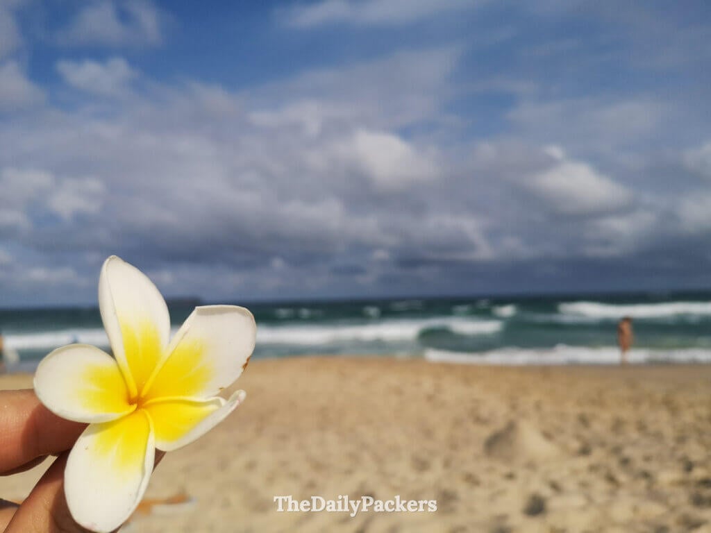 Close-up of a frangipani flower held in hand at Praia Mole in Florianópolis, with golden sand, rolling waves, and a dramatic Atlantic sky in the background