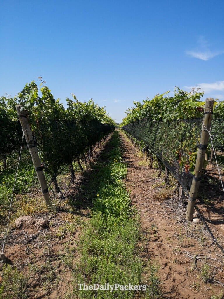 Rangées de vignes à Zolo Winery sous un ciel bleu dans la région viticole de Mendoza
