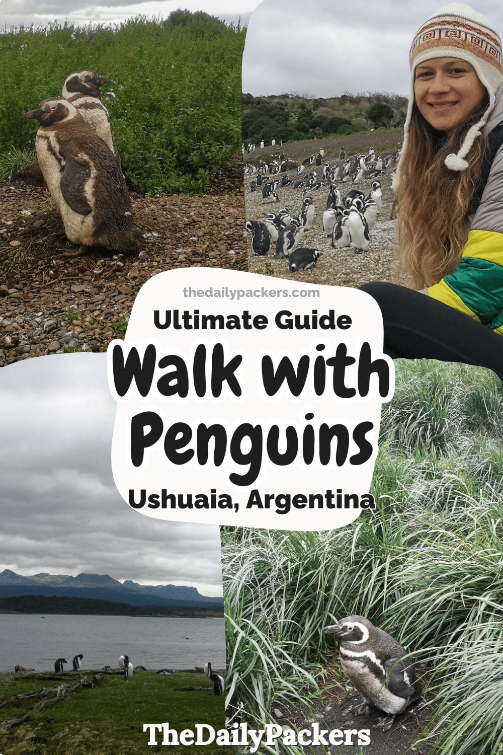 Magellanic penguins on Martillo Island near Ushuaia with visitor walking among colony in Patagonia.