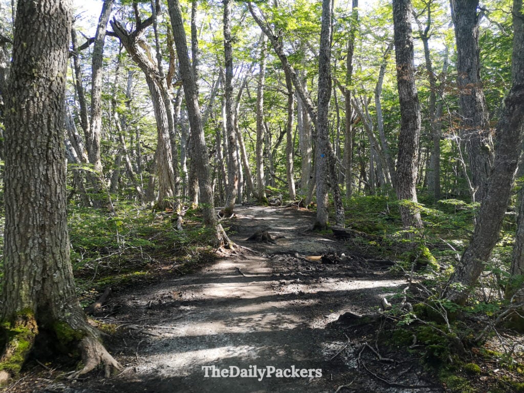 Wooded section of Laguna Esmeralda trail in Tierra del Fuego