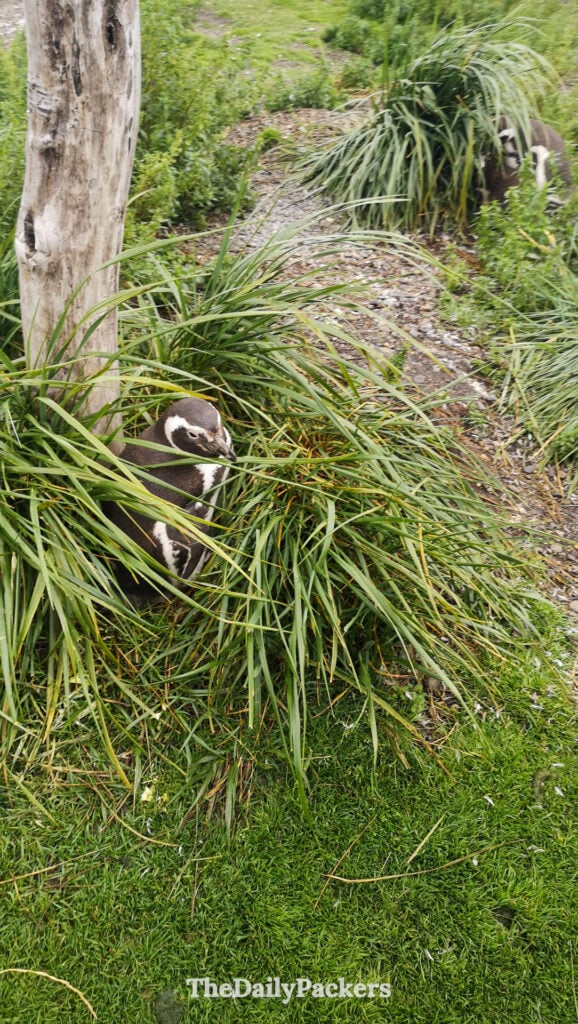 Magellanic penguin resting beside burrow on Martillo Island