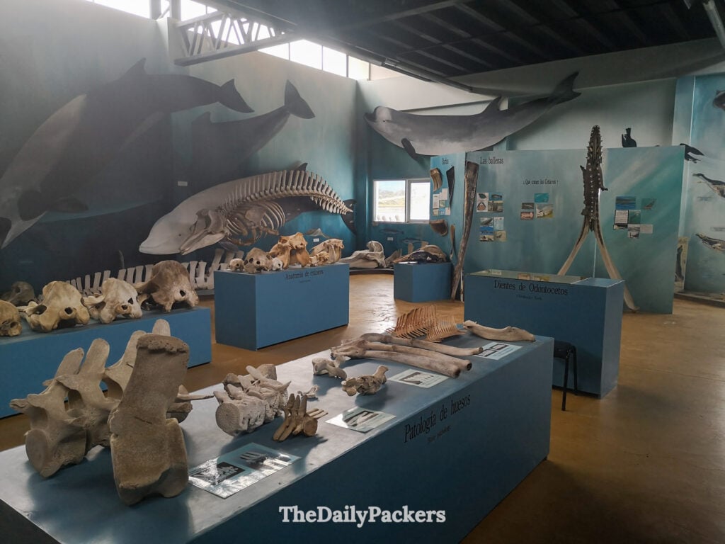 Whale skeletons at Acatushún Museum, Harberton Ranch