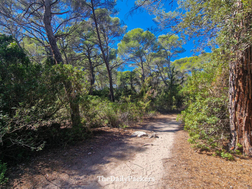 Forêt de pins verdoyants bordant le sable blanc et fin de la plage de Saleccia dans la région des Agriates.