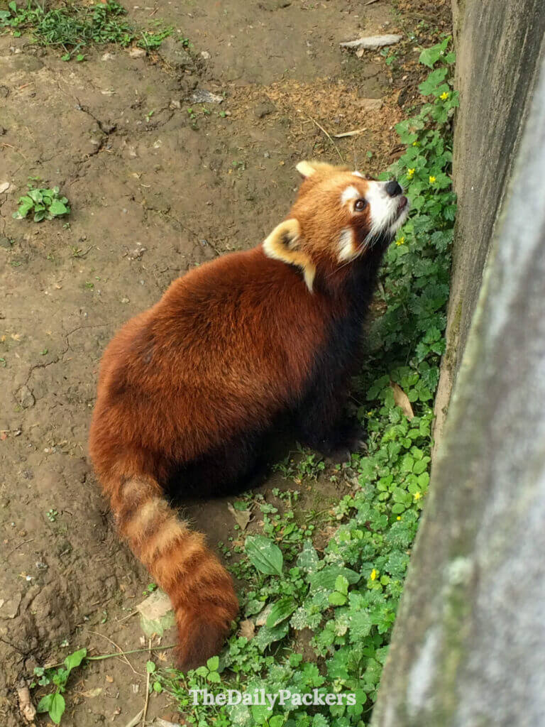 Panda roux avec une queue touffue annelée regardant vers le haut dans son enclos au zoo de Shanghai