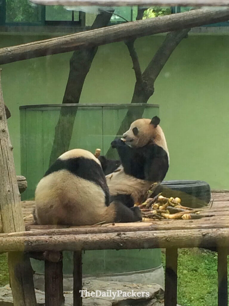 Deux pandas géants mangeant des pousses de bambou ensemble sur une plateforme en bois au zoo de Shanghai