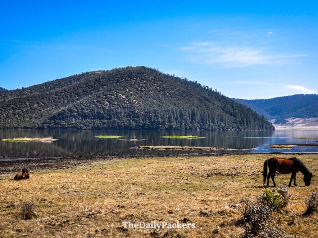 Des chevaux paissent au bord d’un lac alpin tranquille dans le parc national de Potatso, Shangri-La.